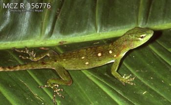 Media type: image;   Herpetology R-156776 Description: Photo of animal in life, taken in the field by Dr. Kenneth Ichiro Miyata. A slide of the photo was scanned in 2012 by Melissa Wooley.;  Aspect: lateral